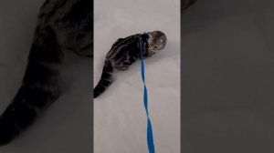 прогулка с кошкой на улице, как выгуливать кошку