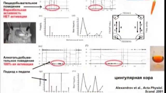 Just about the Russian | Natalia Udarceva | TEDxSibFU смотреть онлайн