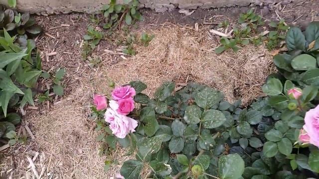 Хвойные лечим / Обзор цветника, дачи и сильный ветер/ смотреть онлайн