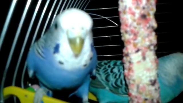 Волнистые попугаи зевают смотреть онлайн