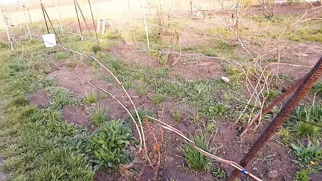 Виноград,новый сезон... смотреть онлайн