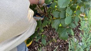 Обрезка плетистых роз