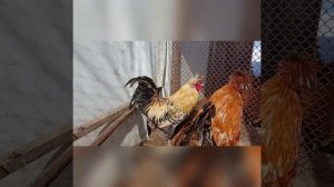 Наши павловские куры. Павловская порода кур. Внешний вид после зимовки.