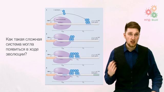 Регуляция работы генов. Регуляция транскрипции у прокариот. Часть 2