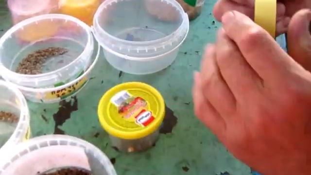 СВОИ СЕМЕНА собрали, промыли, высушили НА ХРАНЕНИЕ смотреть онлайн