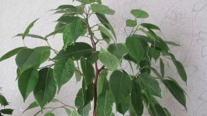 Как убирать пыль с листьев фикуса Бенджамина и поливать растение