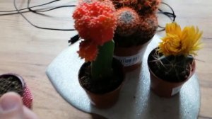 Как посадить кактус из детки