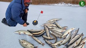 ПЕРВЫЙ ЛЁД 2022-2023! Я СЕГОДНЯ УЖЕ НАБЕГАЛСЯ, ЩУКА НА ЖЕРЛИЦЫ КЛЮЁТ НЕ ПЕРЕСТАВАЯ, КЛЁВАЯ РЫБАЛКА!