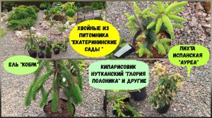 Хвойные из питомника "Екатерининские Сады ".