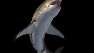 Jaws Unleashed game music- Jaws Theme