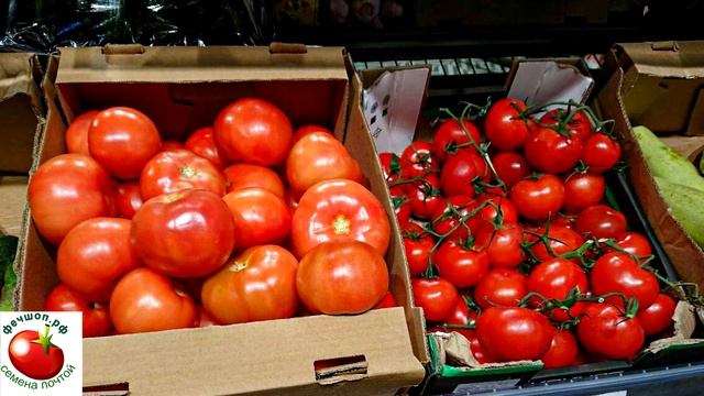 Можно ли есть помидоры с проросшими семенами? смотреть онлайн