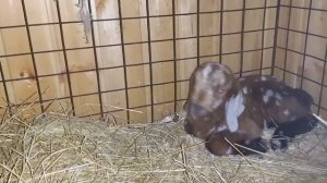 Чем и как кормить козлят. Понос у козлёнка, как лечить.