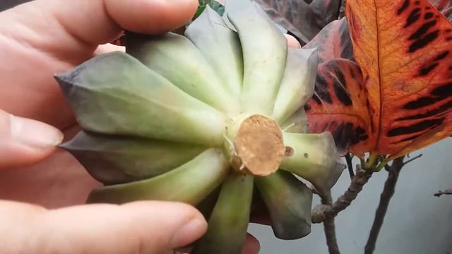 segunda parte salvando a mi echeveria black prince con canela ☻🌼 смотреть онлайн