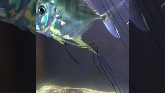 Это Селены смотреть онлайн