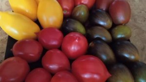 Черри Атомный виноград Бреда