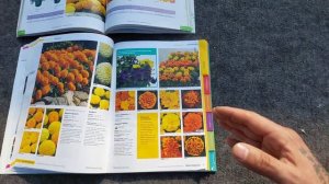 Бархатцы (French Marigold) ПОСЕВ, ВЫРАЩИВАНИЕ и все ПОДКОРМКИ отА доЯ?ЛУЧШИЕ ТРИ СОРТА БАРХАТЦЕВ.