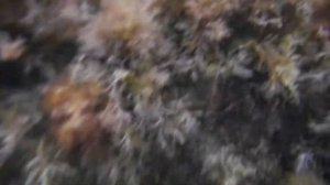 Подводные красоты Черного моря. Фиолент. DSCN0262