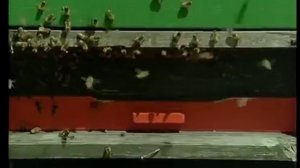 ротационное разведение пчел.mp4