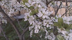 Родная кровь (Инна Желанная, Сергей Калачёв)