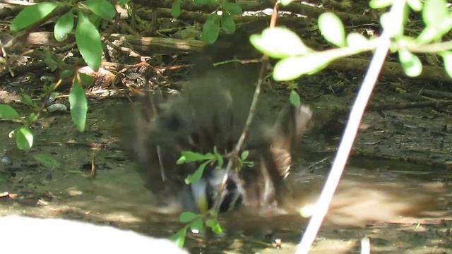 White-throated Sparrow (Zonotrichia albicollis) Taking a Bath - Palo Duro Canyon State Park смотреть онлайн