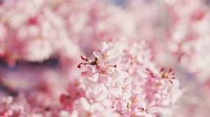 Солнцесвет Вдувает Момент. Vetrovanie (Koshkin / Veter)