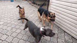 Собачки бегают, играют, гуляют