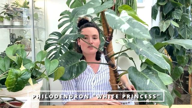 Top 10 FASTEST Growing Indoor Plants | Amazing Quickest Growing House Plants ?