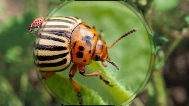 Колорадского жука больше не будет: ДЕДОВСКИЙ НАРОДНЫЙ СПОСОБ смотреть онлайн