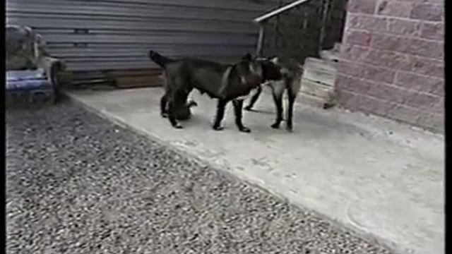 алабай со щенками полученными от волка смотреть онлайн