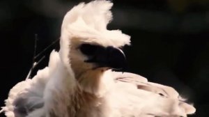 Орёл гарпия #bird