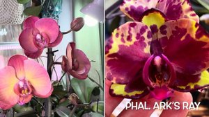 Орхидея Пожар совсем не про огонь 🔥 Цветоносы с ответвлениями для меня в новинку 🤔