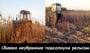 Сбиваю неубранные подсолнухи рельсом.