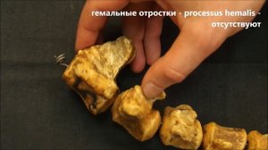 хвостовые позвонки домашних животных