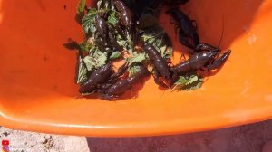 Раки в пруду на даче. Запускаем раков в свой дачный пруд на участке. Как правильно запускать раков.