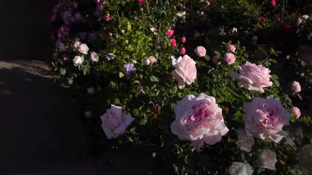 4/12/22, Rose Amazing Grace vs Desdemona, Front garden glance （‘奇异恩典’ 遇到 ‘黛丝德蒙娜’，前院部分春花） смотреть онлайн