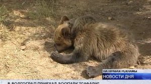 (16+) В ВОЛГОГРАДЕ В ПЕРЕДВИЖНОМ ЗООПАРКЕ РОДИЛИСЬ ДЕТЕНЫШИ ПУМЫ И ДИКОБРАЗА