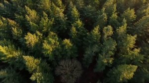 Владимир Ивашов ЛУЧШИЕ ПЕСНИ