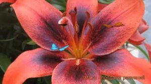 Лилия азиатская (lilium asiatic london heart) ? азиатская лилия обзор: как сажать, луковицы лилии
