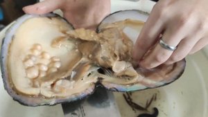 Открываем ракушку с жемчугом. Сломали нож! :)