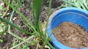 Посадка лилейника в грунт летом