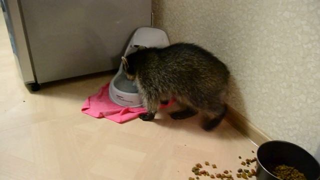 Поилка для котов или рукомойник для енота смотреть онлайн