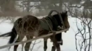На Колыме где тундра и ....