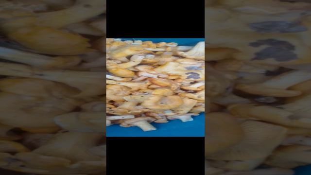 Первые грибочки