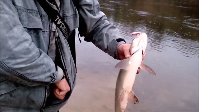 Опять поймал и отпустил жереха в середине декабря на р.Немане смотреть онлайн
