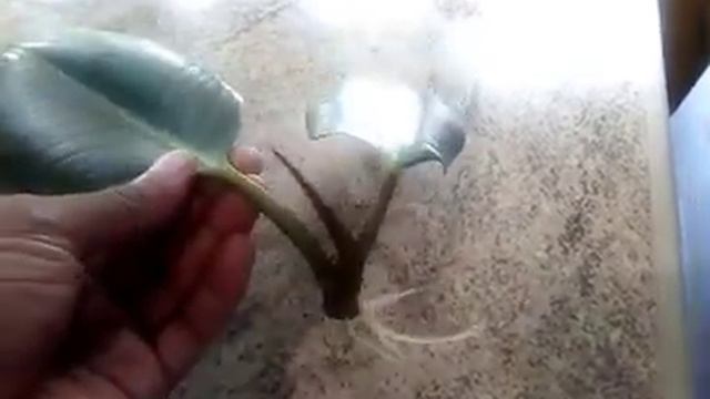 Rubber Plant [Ficus Elastica] Propagation | Houseplant смотреть онлайн