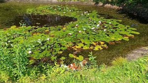 Музей деревня-усадьба Забродье