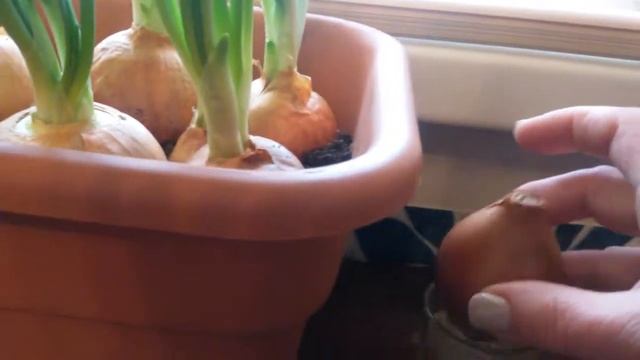 Как вырастить лук на подоконнике? смотреть онлайн