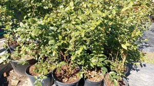 Голубика в контейнерах???