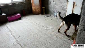 Тренировка по поиску взрывчатых веществ