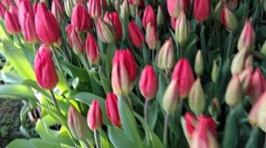 Выгонка тюльпанов. Сорт Strong Red. #Shorts